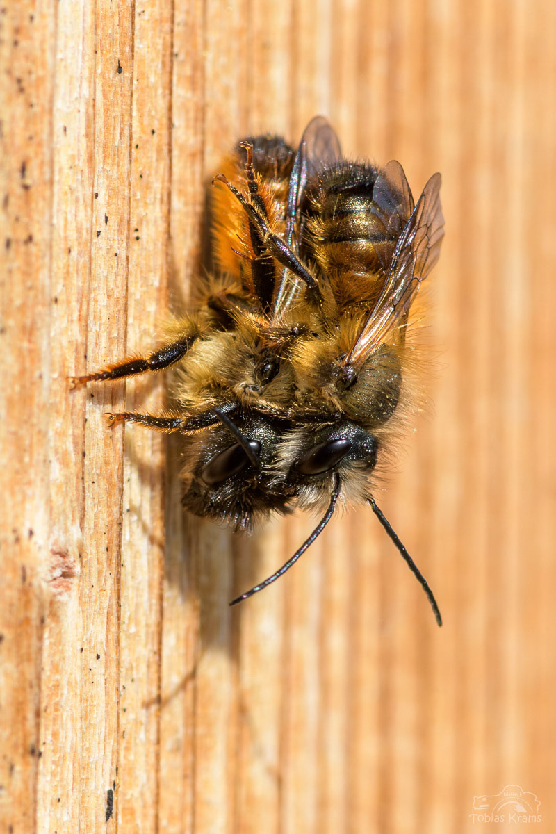 Rote Mauerbienen - Mettenbach