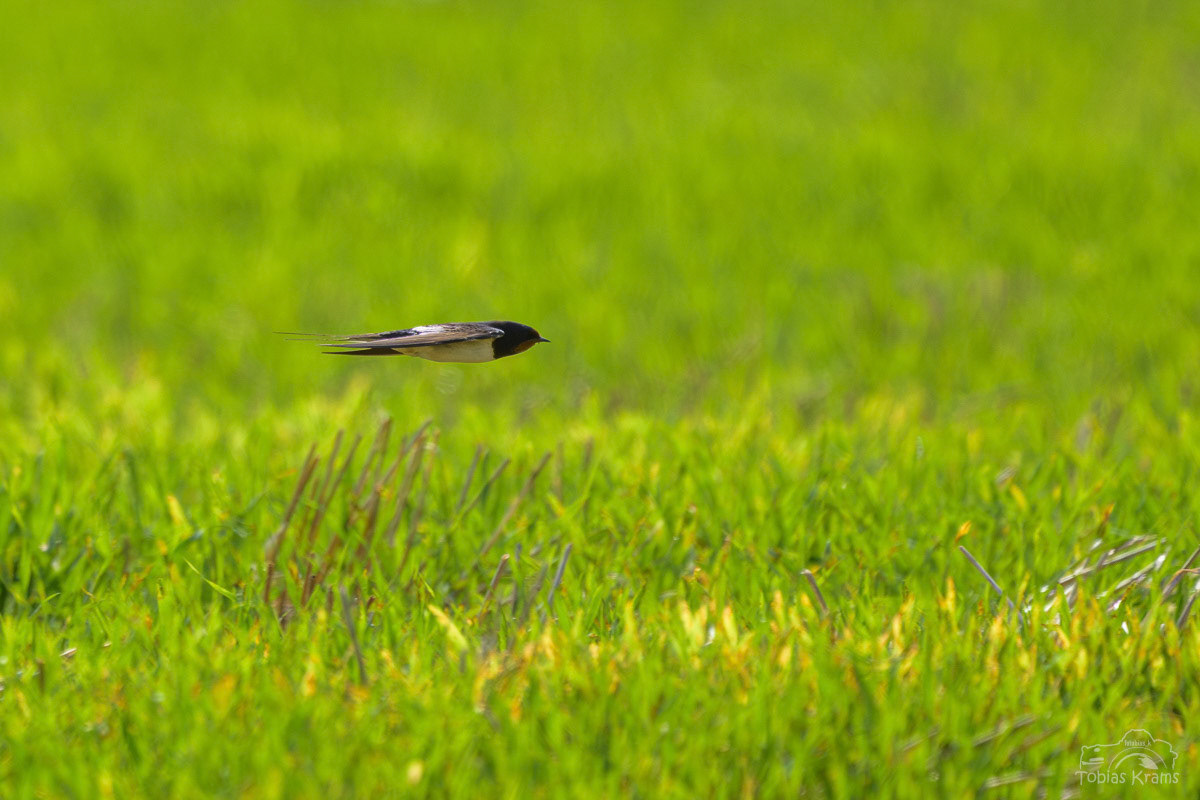 Rauchschwalbe - Mettenbach 2025