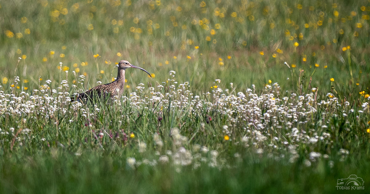 Großer Brachvogel - Grießenbacher Moos 2024