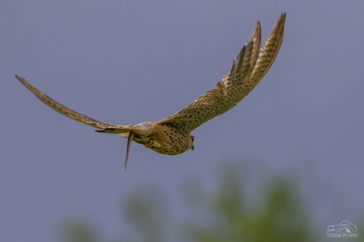 Turmfalke mit Zauneidechse - Mettenbacher Moos 2025