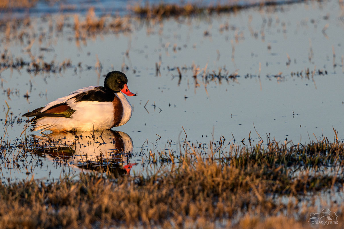Brandgans - Kreuzstauden 2024