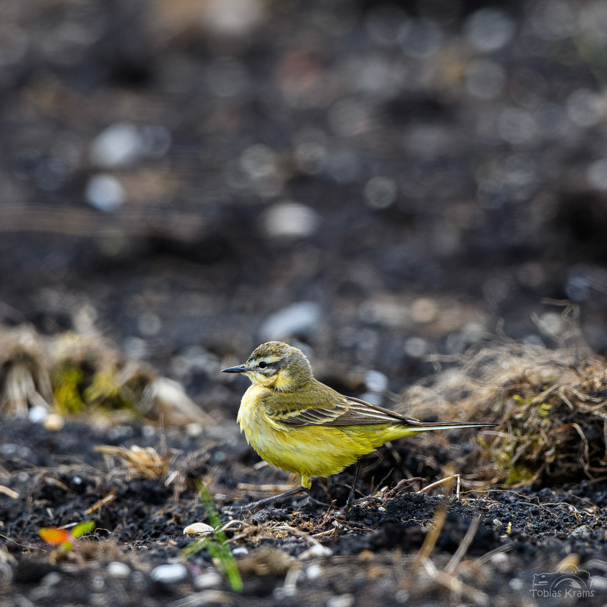 Schafstelze - Mettenbacher Moos
