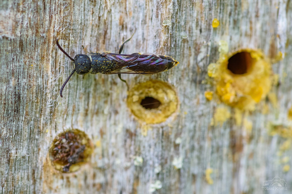 Hahnenfuß Scherenbiene - Mettenbach