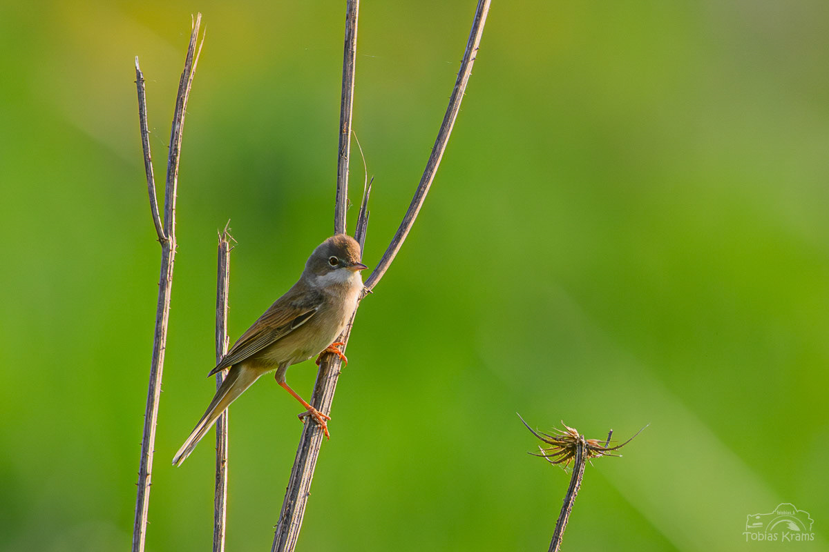Dorngrasmücke - Grießenbach 2025