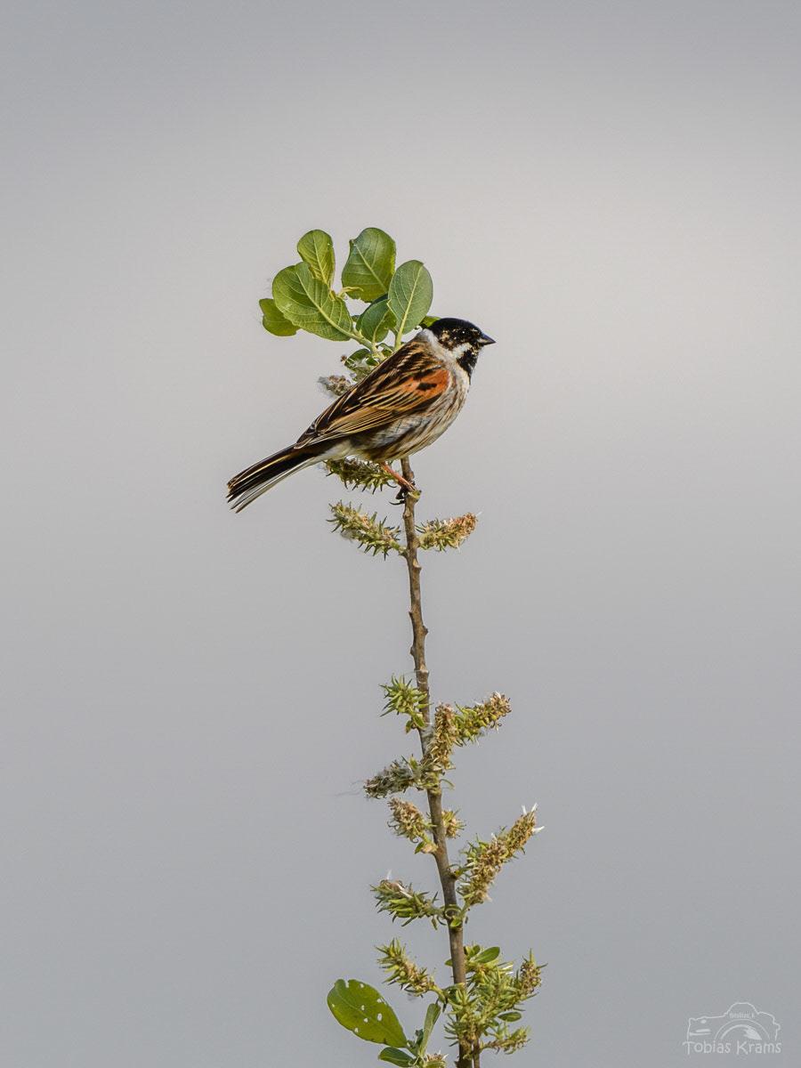 Rohrammer - Mettenbacher Moos 2024