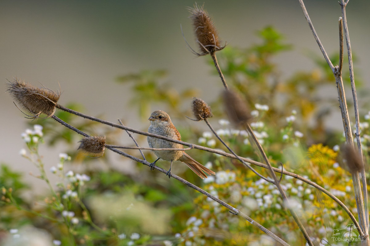 Neuntöter (Weibchen) - Mettenbach 2024