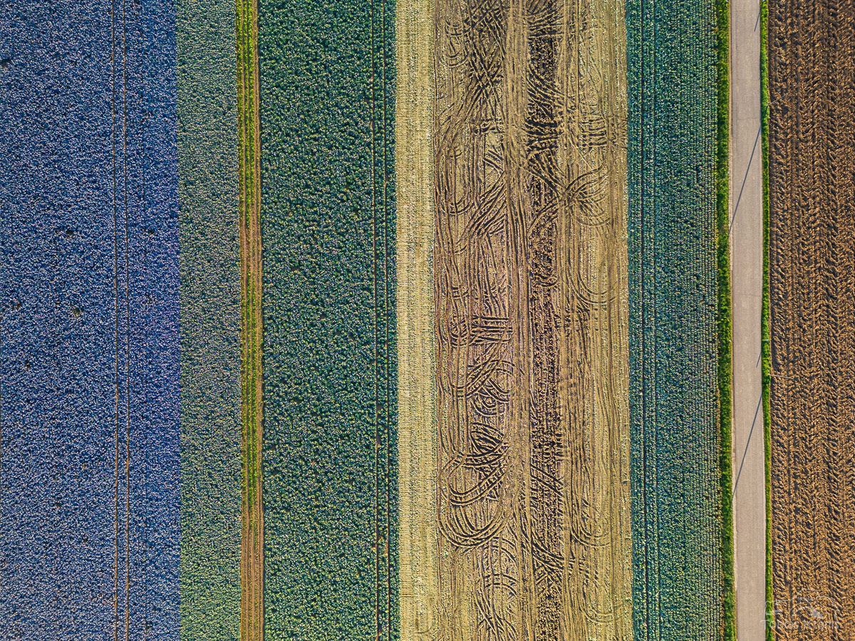 Krauternte - Mirskofen 2024