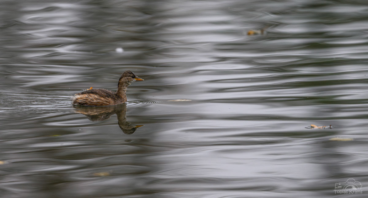 Zwergtaucher - Altheim 2024