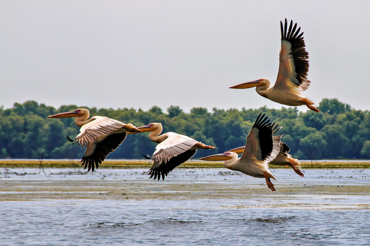 Pelikane im Donaudelta 2015