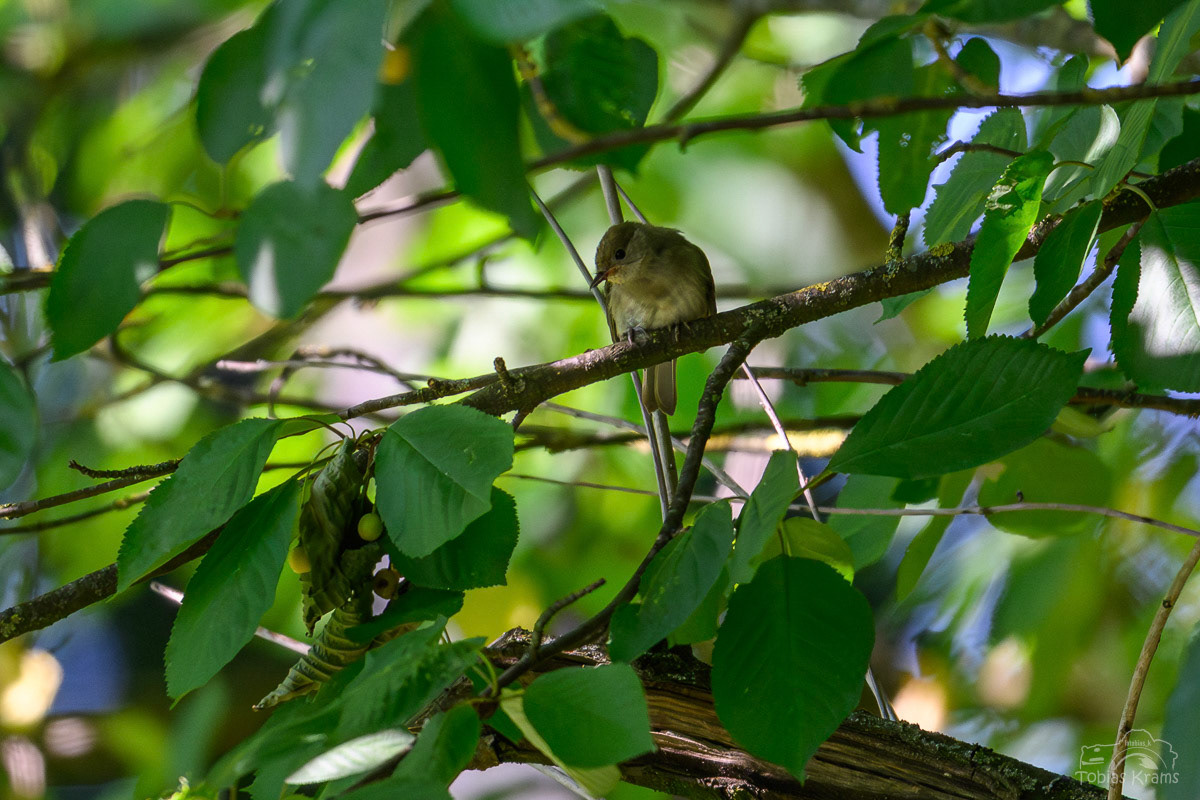 Mönchsgrasmücke (w) - Mettenbach 2025