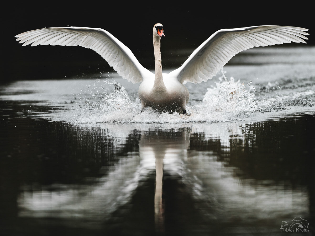 Höckerschwan - Sickergrabenweiher Altheim 2024