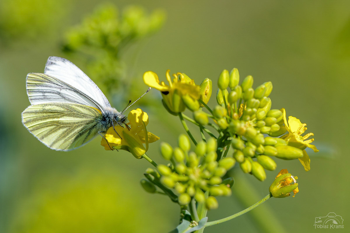 Rapsweißling - Mettenbacher Moos