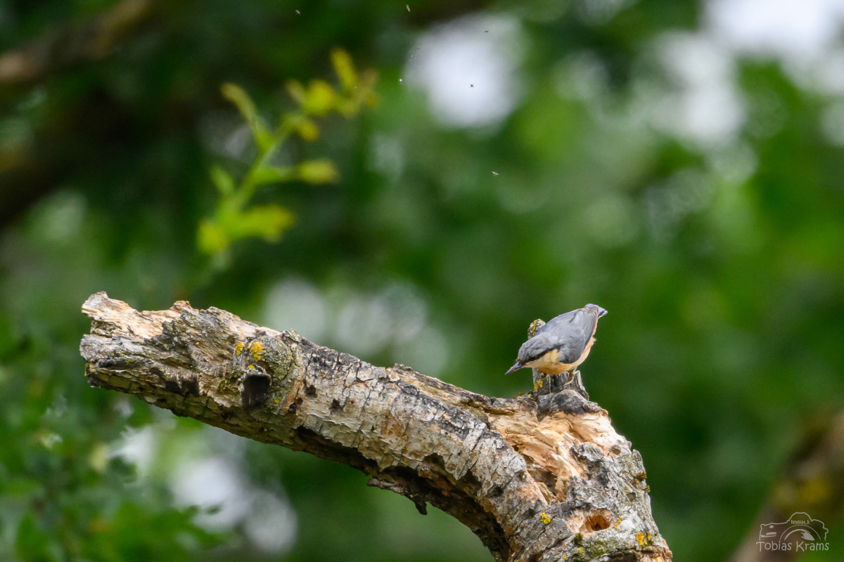 Kleiber - Mettenbach 2024