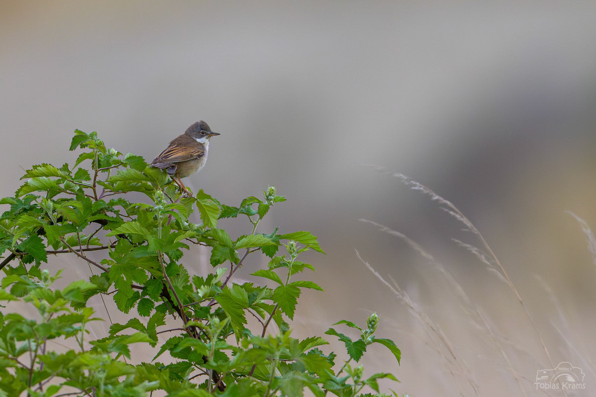 Dorngrasmücke - Grießenbach 2025