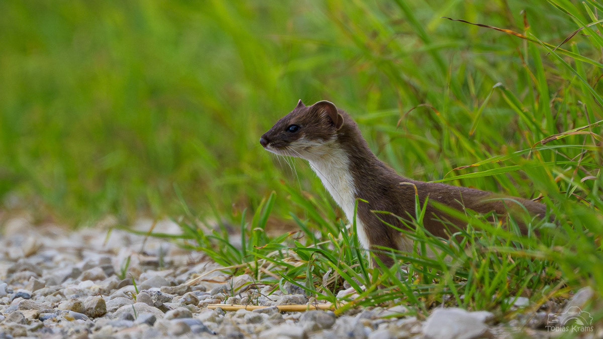 Hermelin - Mettenbacher Moos 2025