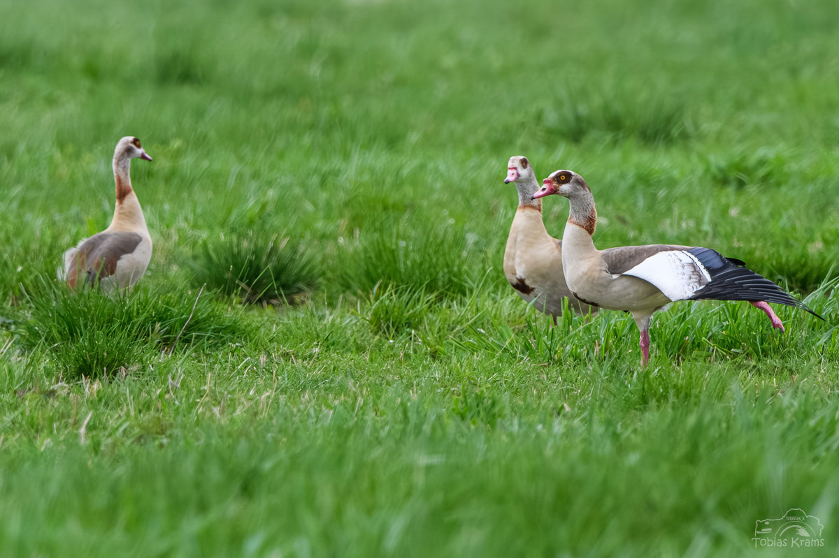 Nilgans - Kreuzstauden 2024