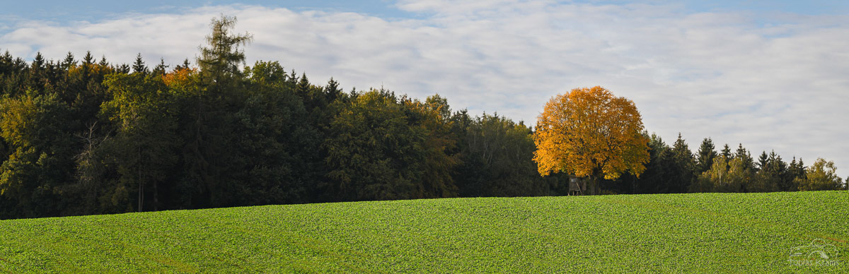 Buche im Herbst - Mettenbach 2024