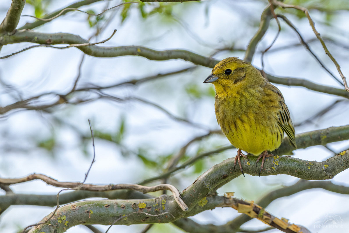 Goldammer - Mettenbacher Moos 2024