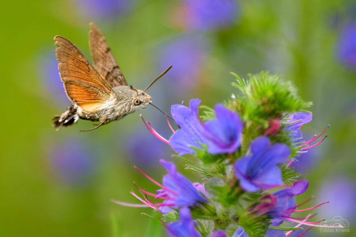 Taubenschwänzchen - Mettenbach