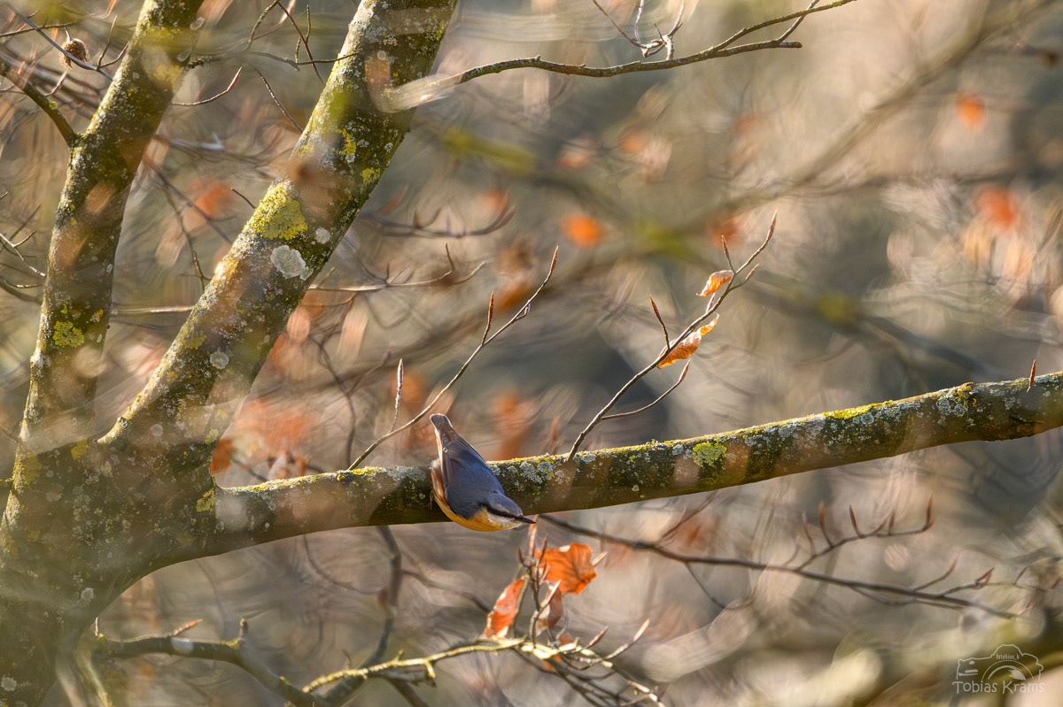 Kleiber - Mettenbach 2025