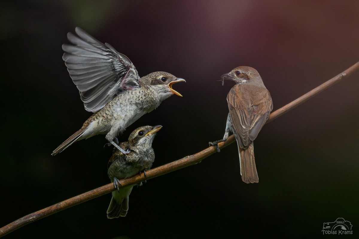 Neuntöter - Grießenbacher Moos 2025