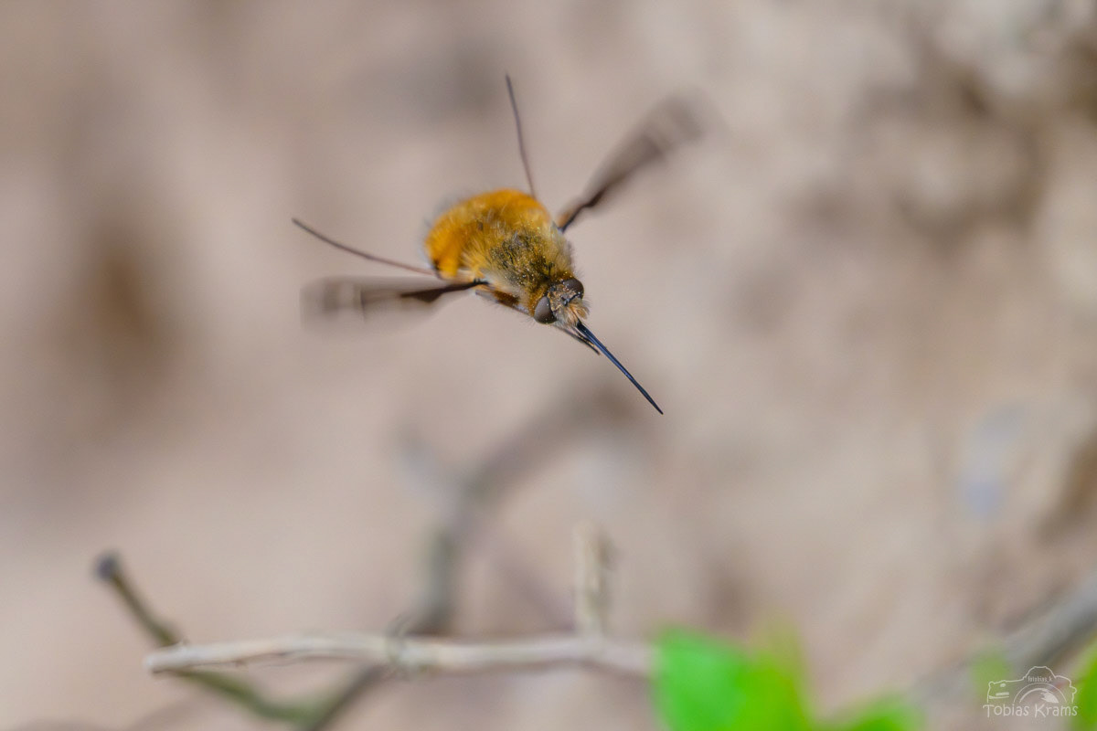 Großer Wollschweber - Mettenbach 2025