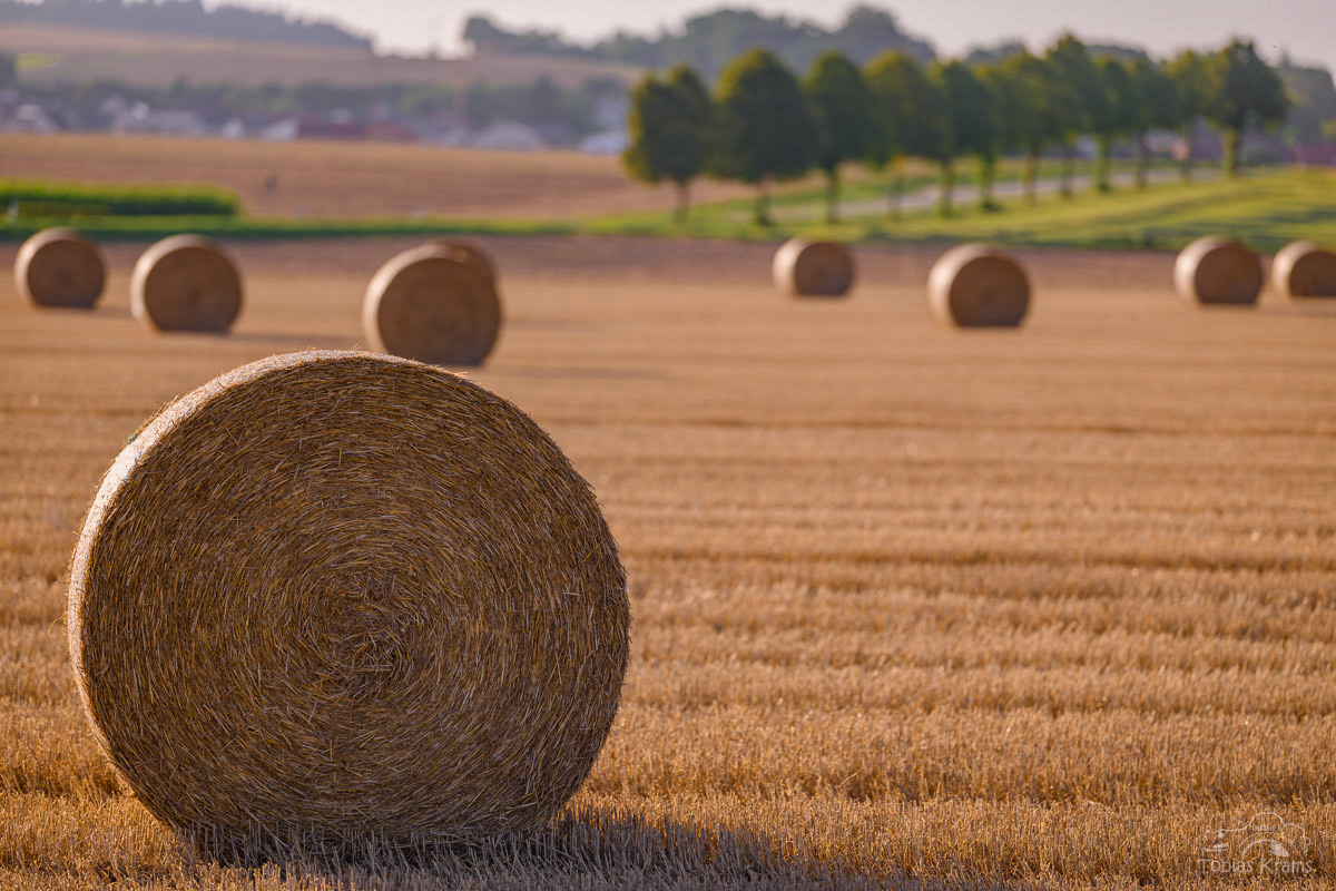 Erntezeit - Mirskofen 2025