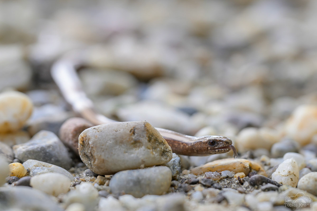 Blindschleiche - Mettenbach 2024