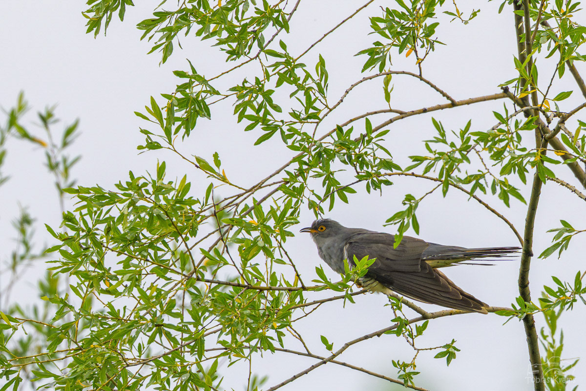 Kuckuck - Kreuzstauden 2025