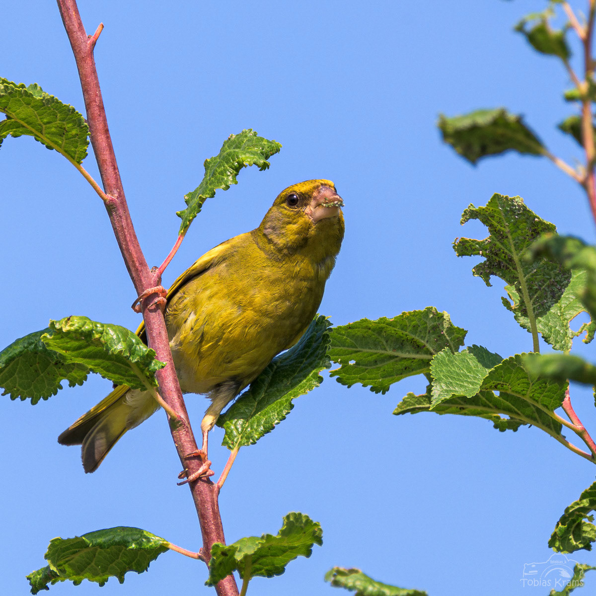 Grünfink - Mettenbach 2023