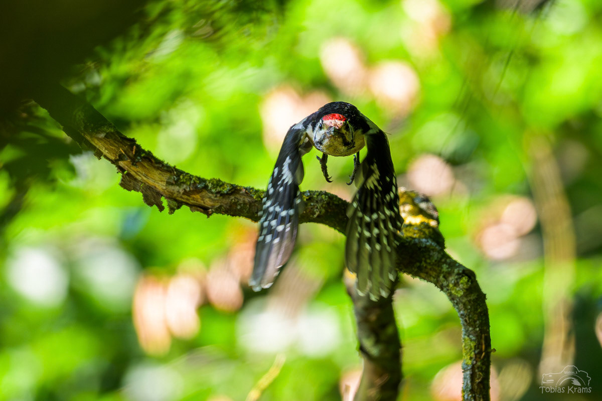 Buntspecht - Mettenbach 2025