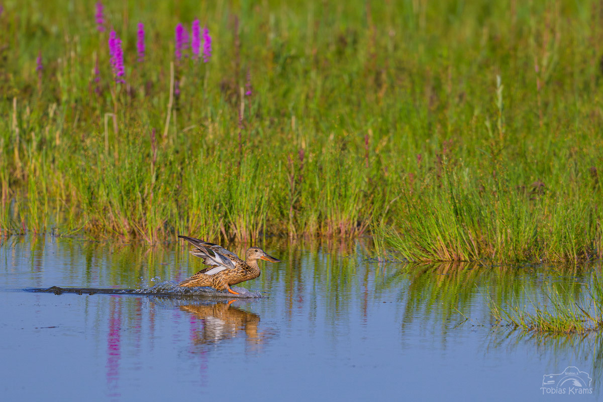 Löffelente - Kreuzstauden 2025