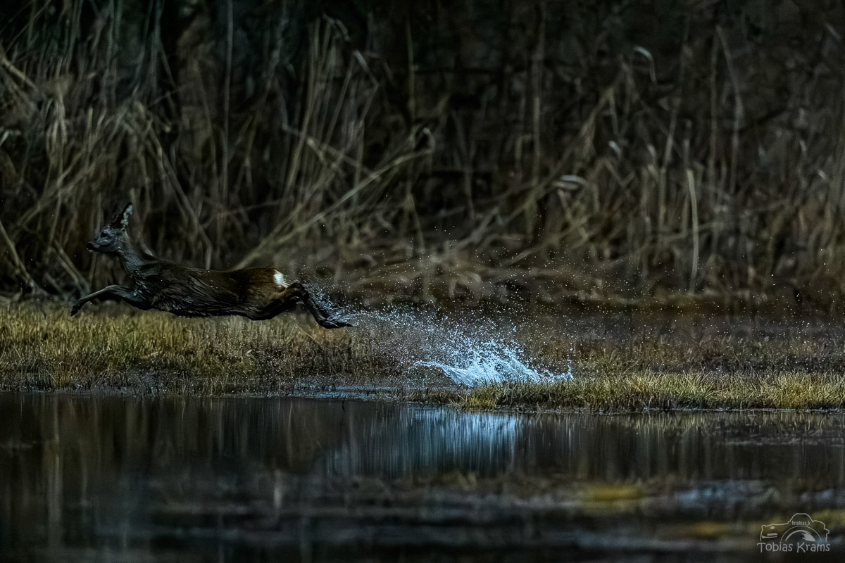 Reh in der Dämmerung - Unterwattenbacher Moos 2024