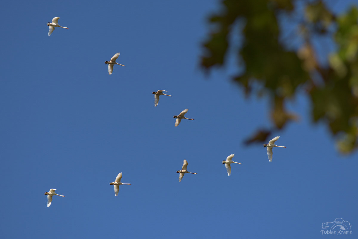 Höckerschwan Formation - Kronwieden 2021