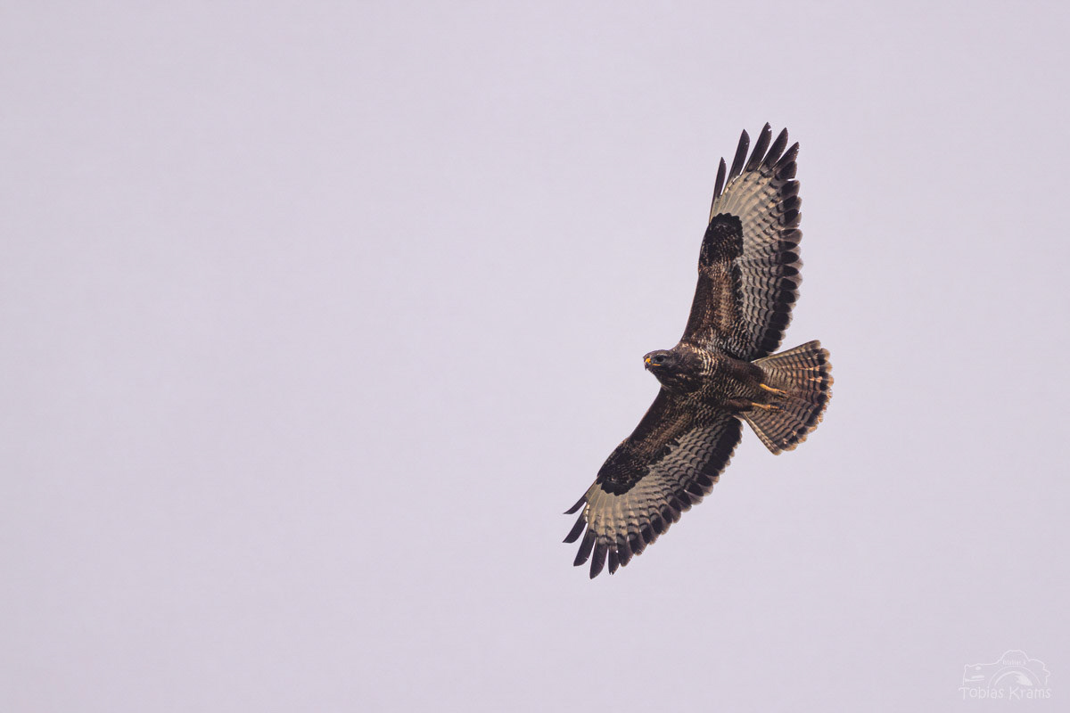 Mäusebussard - Mettenbacher Moos