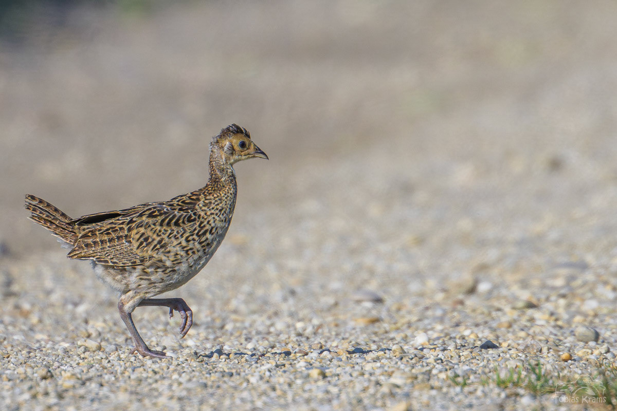Junger Jagdfasan - Mettenbacher Moos 2025