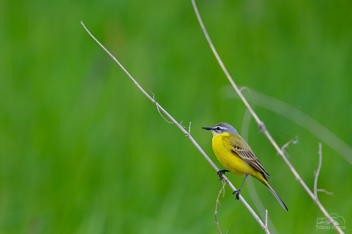 Schafstelze - Mettenbacher Moos 2025
