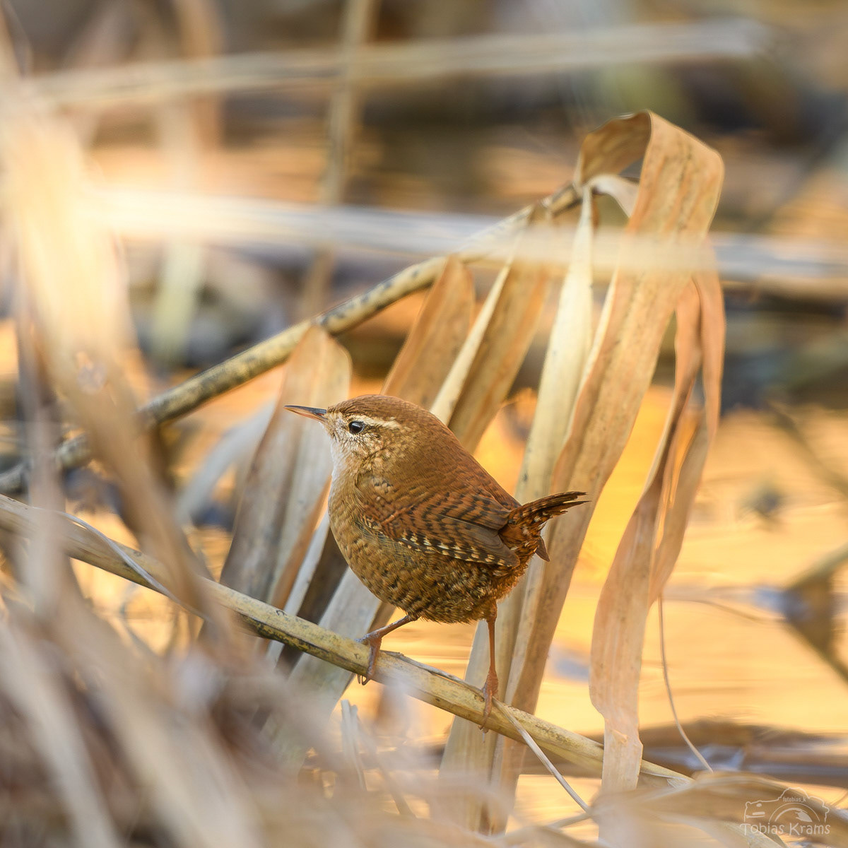 Zaunkönig - Grießenbacher Moos 2023