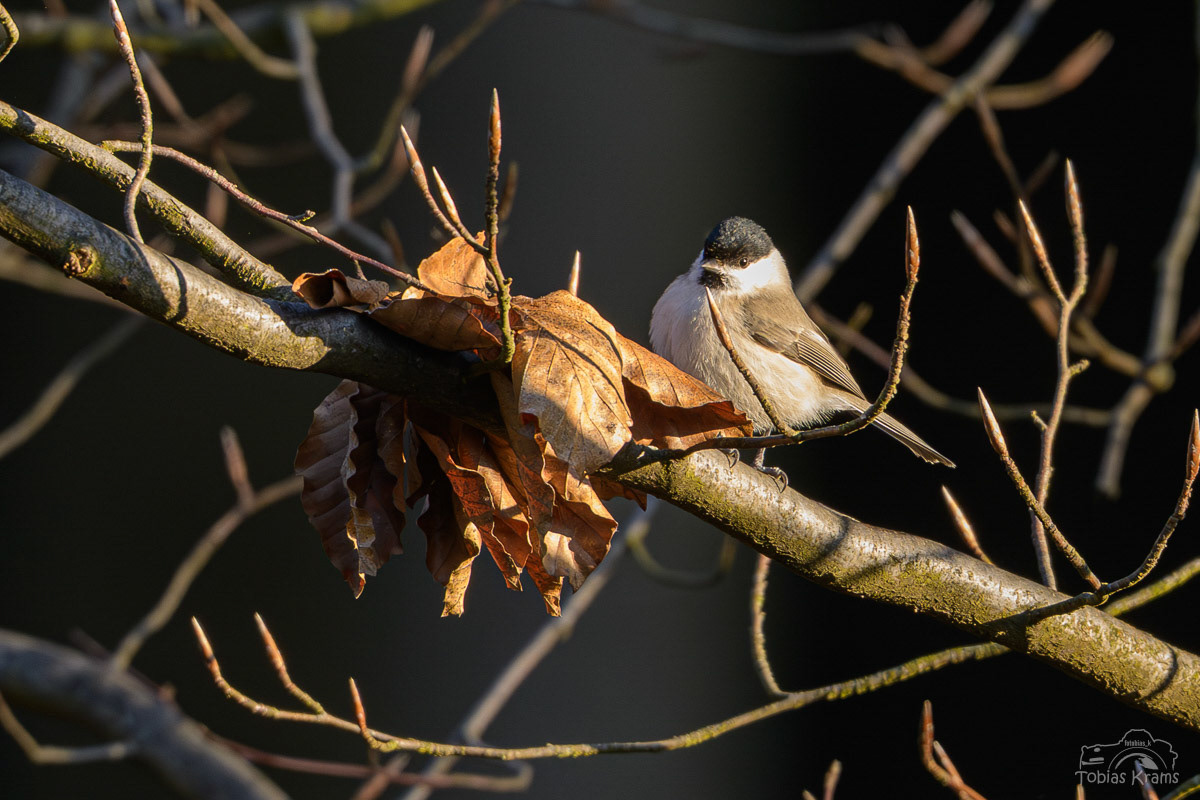 Sumpfmeise - Mettenbach 2025