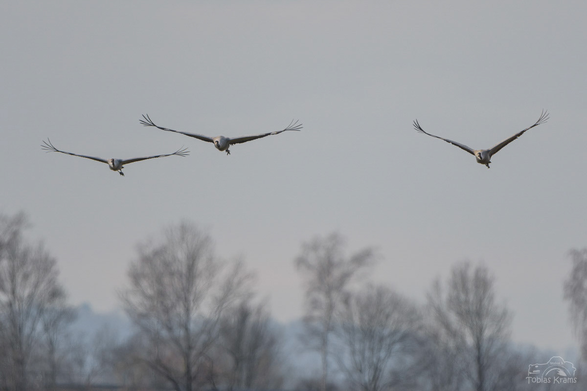 Kraniche - Mettenbacher Moos 2024