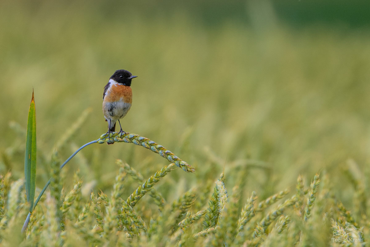 Schwarzkehlchen (Männchen) - Mettenbach 2024