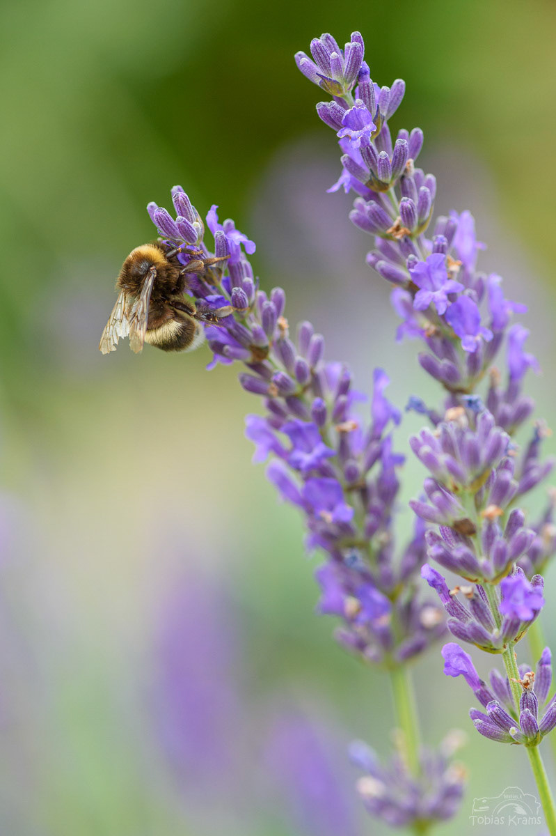 Dunkle Erdhummel - Mettenbach