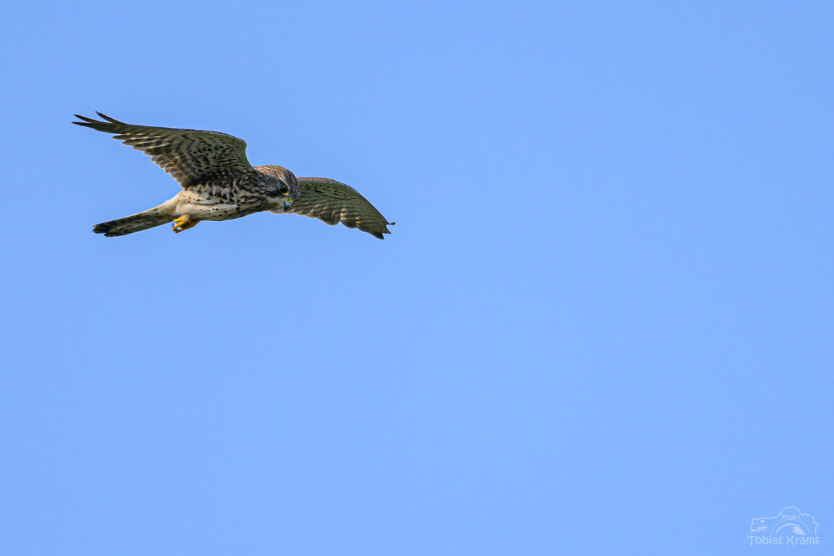 Wanderfalke - Grießenbacher Moos 2024