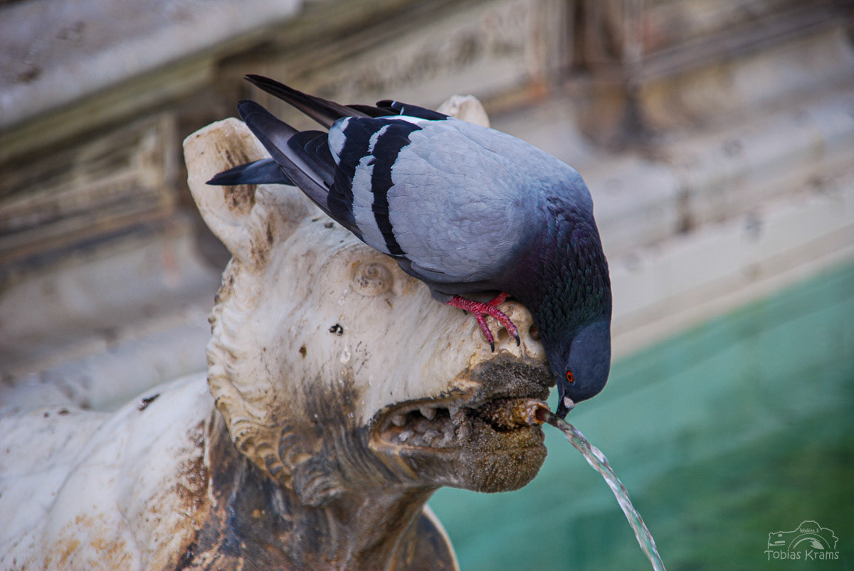 Sienna - Italien 2008