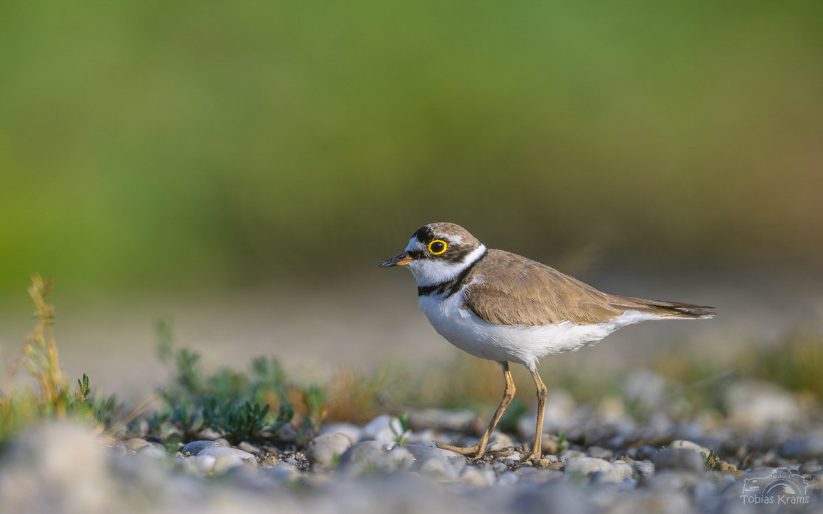 Flussregenpfeifer - Kreuzstauden 2025