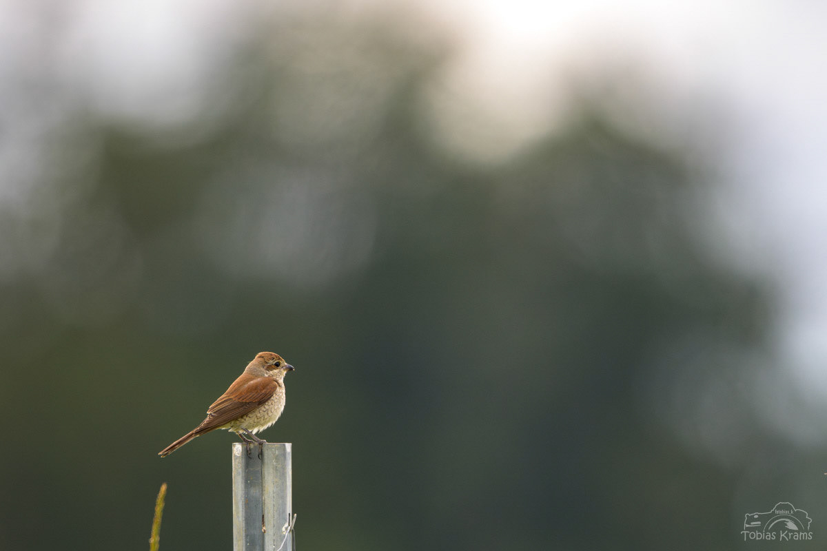 Neuntöter Weibchen - Mettenbach 2024
