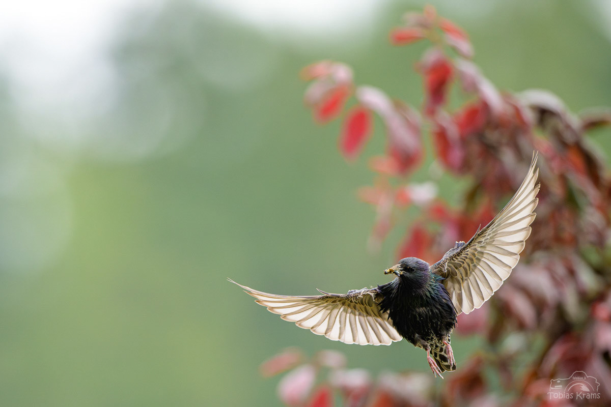 Star - Mettenbach 2024