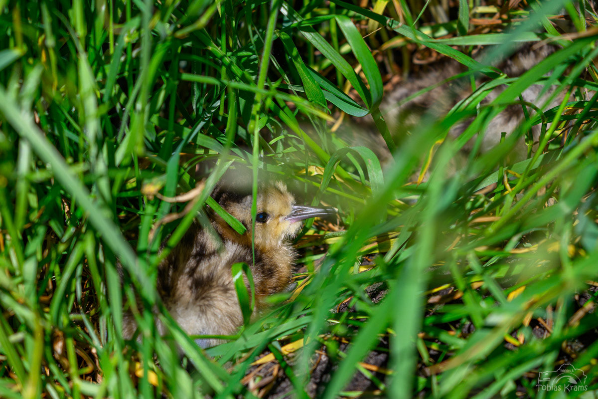 Großer Brachvogel (gerade ein mal ein paar Stunden alt) - Zusammen mit dem Gebietsbetreuer durfte ich diese Aufnahme machen - Mettenbacher Moos 2025