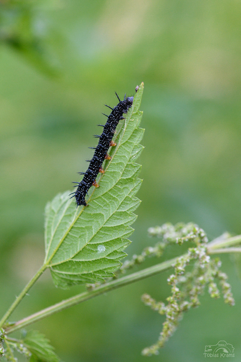 Raupe des Tagpfauenauge - Mettenbacher Moos