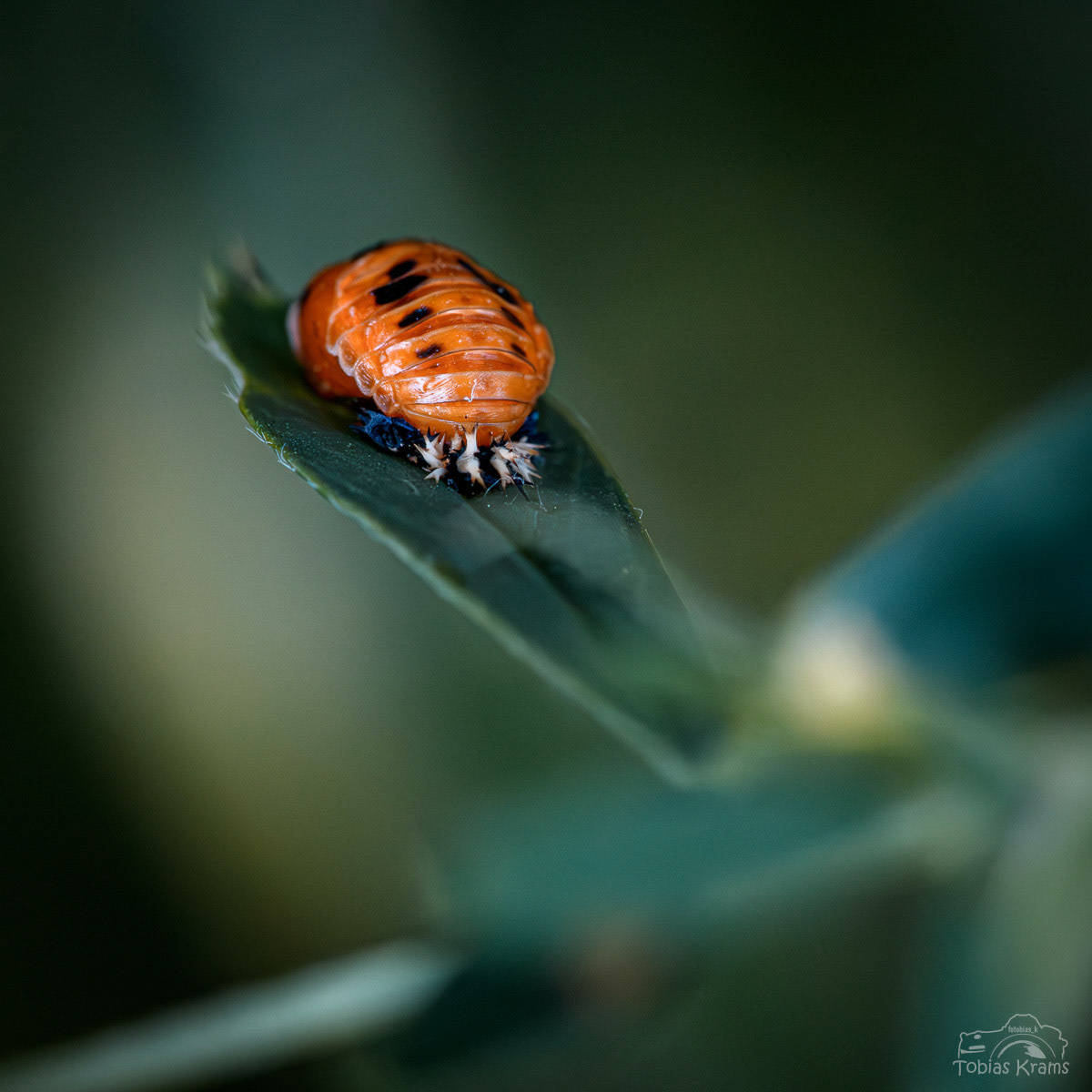 Marienkäferpuppe - Mettenbach